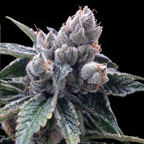 White Walker Kush Female Cannabis Seeds by DNA Genetics