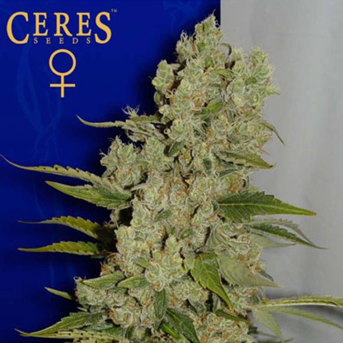 White Widow Female Cannabis Seeds Fully Feminized Seeds