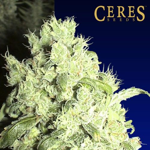 White Indica Cannabis Seeds