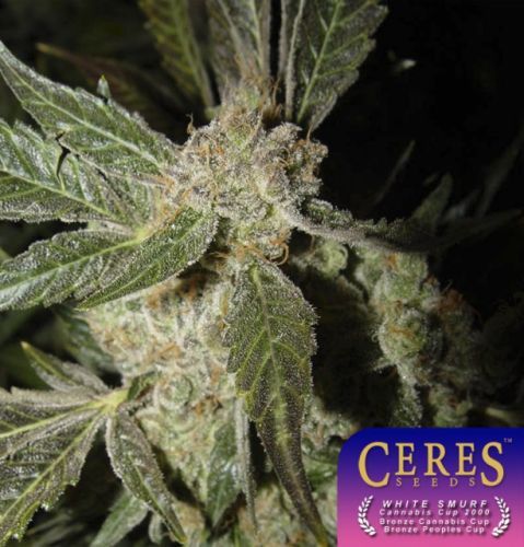 White Panther Cannabis Seeds