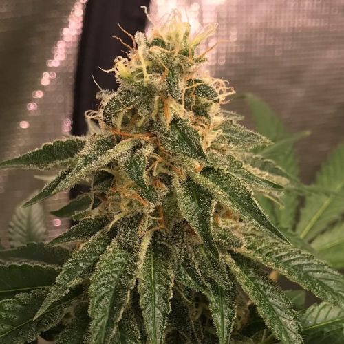 Widow Road Female Cannabis Seeds by Old School Genetics