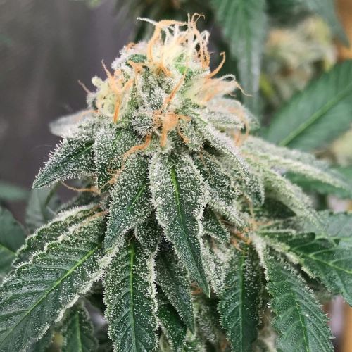 Widow Road Female Cannabis Seeds by Old School Genetics