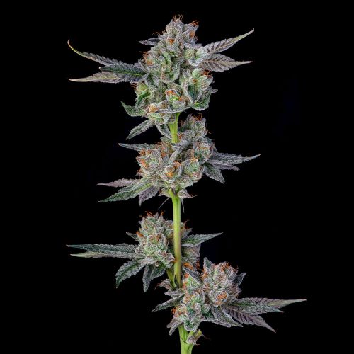 Wingsuit Feminized Cannabis Seeds by Compound Genetics