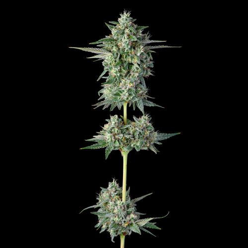 Wingsuit Feminized Cannabis Seeds by Compound Genetics