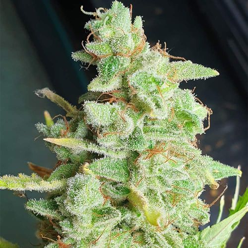 Yoda Junky Feminized Cannabis Seeds Holy Smoke Seeds