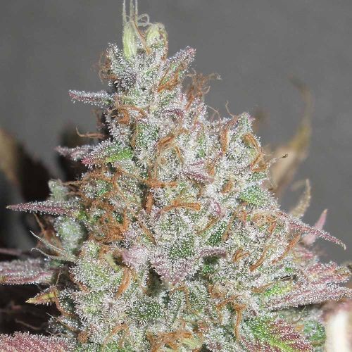 Yum Bongo Female Weed Seeds by Ultra Genetics 