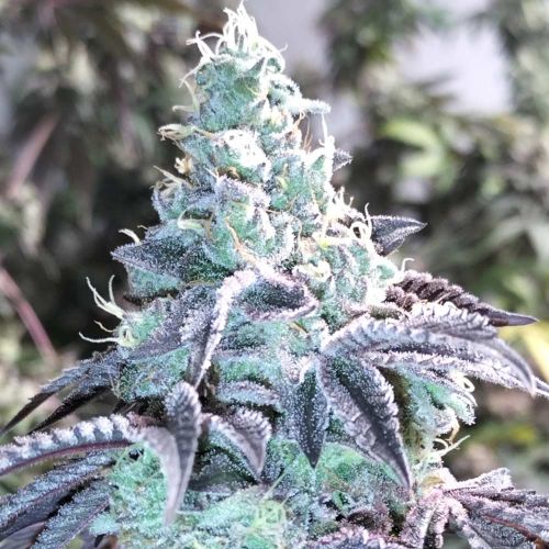 Z Pointer Female Weed Seeds by Grounded Genetics 