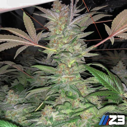 Z3 Regular Cannabis Seeds by Plantinum Seeds - Terp Hogz
