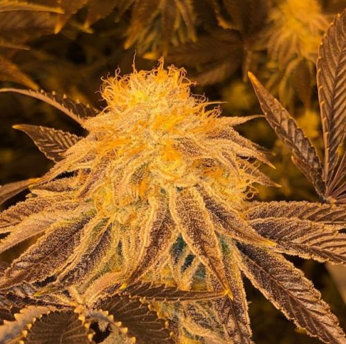 Z3 Regular Cannabis Seeds by Plantinum Seeds - Terp Hogz