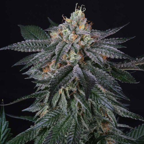 ZaiZai Female Weed Seeds by Perfect Tree Seeds