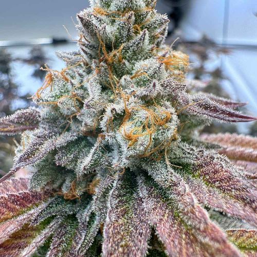 Zapplez 2.0 Feminized Cannabis Seeds Conscious Genetics