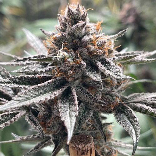 Zapplez Female Weed Seeds by Conscious Genetics 