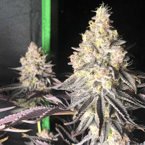 Zerbert Smoothie Female Weed Seeds by The Plug Seedbank 