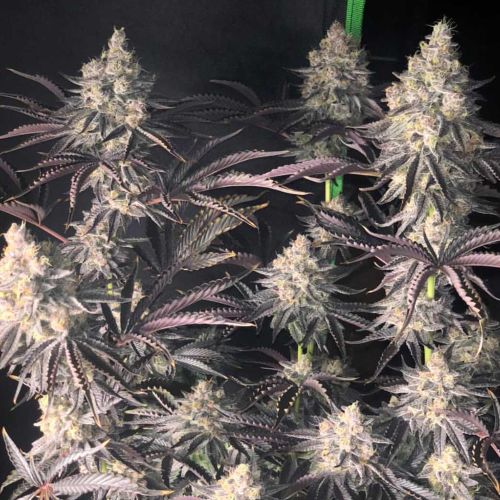 Zerbert Smoothie Female Weed Seeds by The Plug Seedbank 