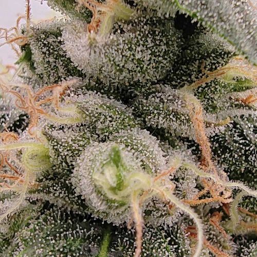 Zi Fritter Regular Cannabis Seeds by Karma Genetics