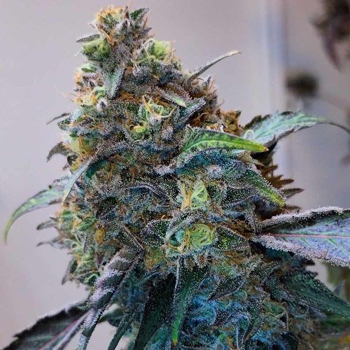 Zilk Road Female Weed Seeds by Grounded Genetics 