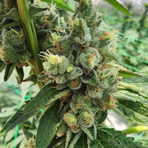 Zinfandel Feminized Cannabis Seeds by Black Tuna Seeds