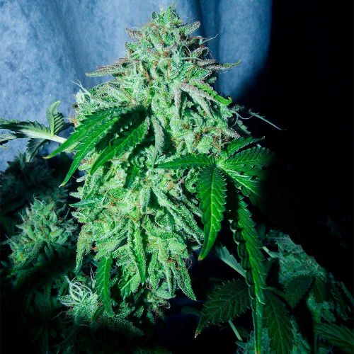 ZiZi Banana Regular Cannabis Seeds by Karma Genetics