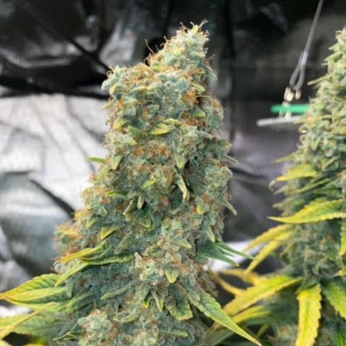 Zlue Feminized Cannabis Seeds by GG Genetics