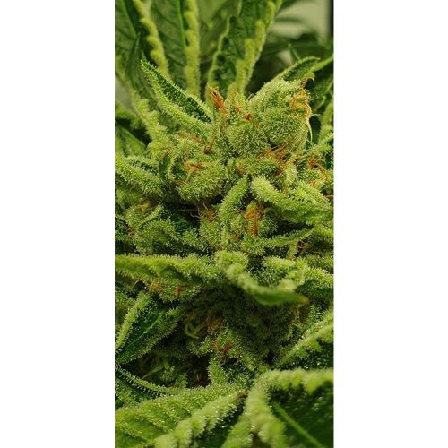 Frozen Cherry Female Weed Seeds by Zmoothiez 
