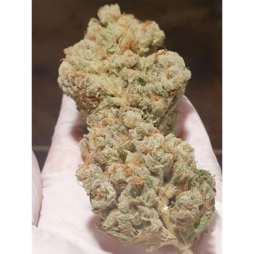 Candy Lime Female Weed Seeds by Zmoothiez 