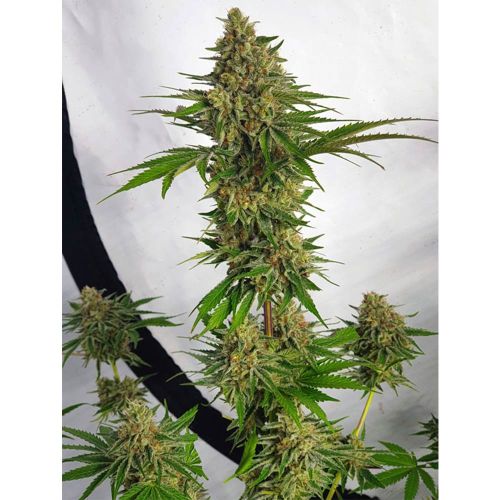 Miss Orange Nectar Female Weed Seeds by Zmoothiez 