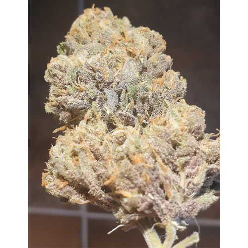 Purple Cream Female Weed Seeds by Zmoothiez 