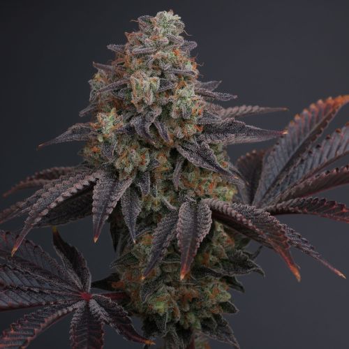 Zowahh 2.0 Regular Cannabis Seeds by Karma Genetics