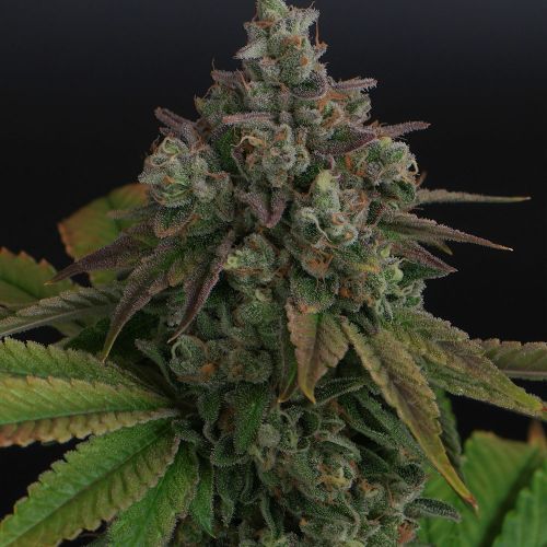 Zowahh 2.0 Regular Cannabis Seeds by Karma Genetics