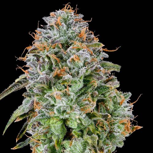 Zunami Feminized Cannabis Seeds by Grounded Genetics