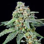 Grateful Seeds 026 (zero x 26mm) Weed Seeds Feminized One Shot Line 