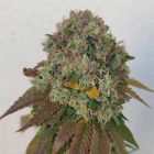 Acid Dawg Karma Genetics Regular Weed Seeds