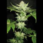 Alien Fire Fruit Female Cannabis Seeds