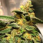 Animal Jam Regular Cannabis Seeds by Mosca Seeds