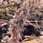 Animorph Mints Feminized Cannabis Seeds by Compound Genetics