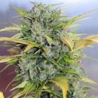 Auto AK-47 Auto Flower Cannabis Seeds by Serious Seeds