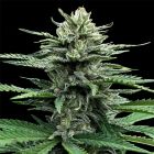 Auto Flower Strawberry Banana Cannabis Seeds by DNA Genetics 