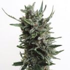 Automatic Critical Hog Feminised Cannabis Seeds by TH Seeds 