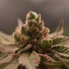 Bananapples Feminized Cannabis Seeds by Old School Genetics