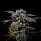 Banana Cream Pop Feminized Cannabis Seeds by Compound Genetics