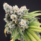 Banana Gushers Feminized Cannabis Seeds by Old School Genetics