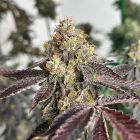 Basil Smash Feminized Cannabis Seeds The Plug Seedbank 