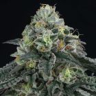 Bingsu Regular Cannabis Seeds by Perfect Tree Seeds