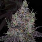 Bruntz Female Cannabis Seeds by The Plug Seedbank