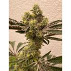 Bitter Orange Feminized Cannabis Seeds by Symbiotic Genetics