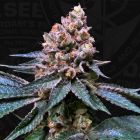 Black Apple Hitchcock Cannabis Seeds by T.H.Seeds