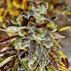 Black Cherry Cake Regular Weed Seeds by Holy Smoke Seeds