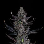 Bling Blaow Feminized Cannabis Seeds by Compound Genetics