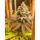 Blood Diamonds Female Cannabis Seeds by Conscious Genetics 