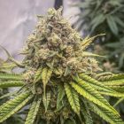 Blue Kachina Female Weed Seeds by Conscious Genetics 